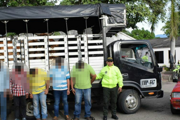 Detenidos por Policía, Fiscalía y CTI cinco personas acusadas de Abigeato