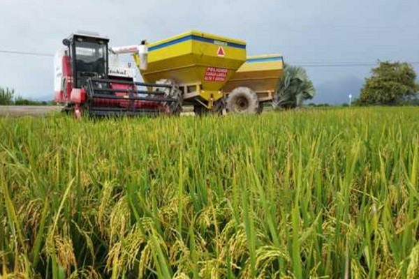 Arroceros producirán en el Huila con el apoyo de la Gobernación