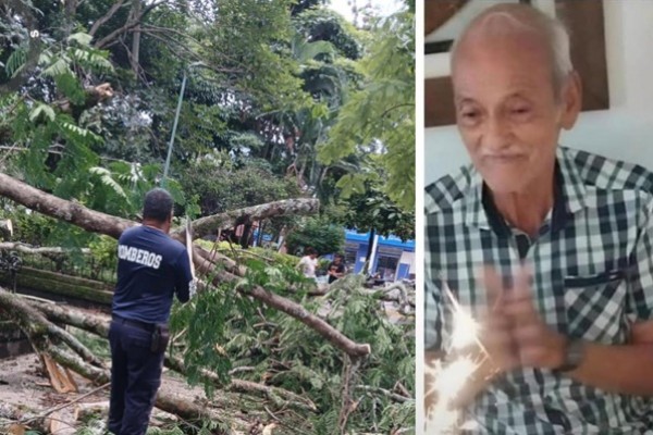 Triste balance de la caída de un árbol del parque principal en la Plata-Huila